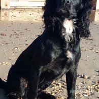 Cocker Spaniel (Working & Show)