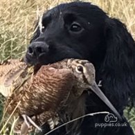 Cocker Spaniel (Working & Show)