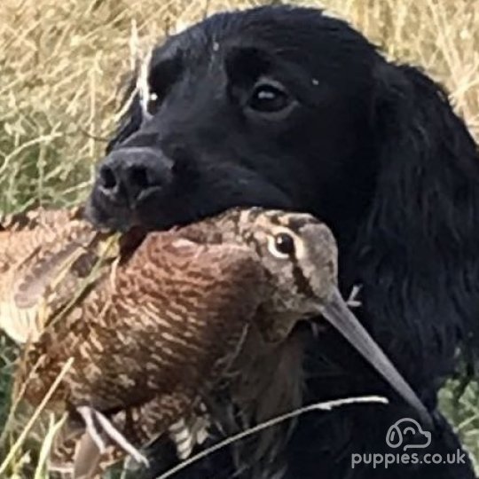 Cocker Spaniel (Working & Show)