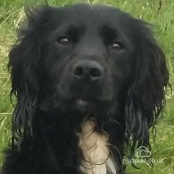 Cocker Spaniel (Working & Show)