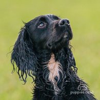 Cocker Spaniel (Working & Show)