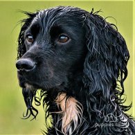 Cocker Spaniel (Working & Show)