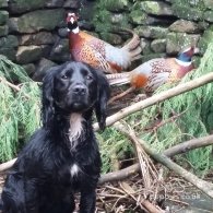 Cocker Spaniel (Working & Show)