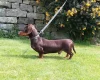Dachshund (Smooth Haired)