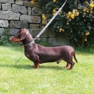 Dachshund (Standard & Miniature)