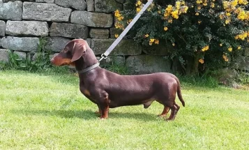 Dachshund (Smooth Haired)