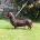 Dachshund (Smooth Haired)