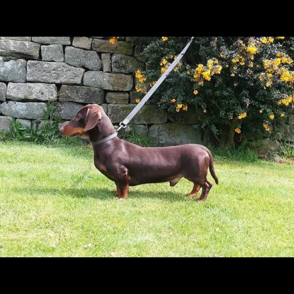 Dachshund (Smooth Haired)