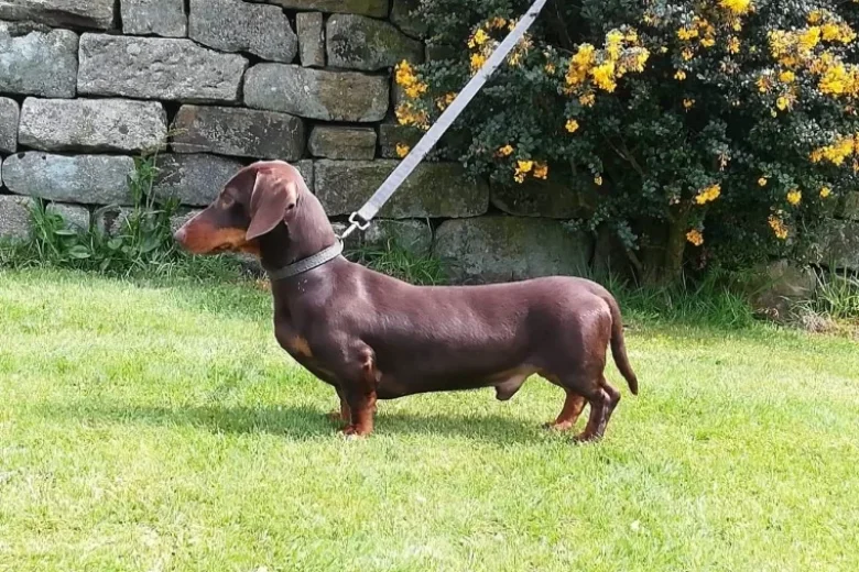 Dachshund (Smooth Haired)