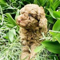 Miniature Poodle