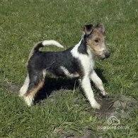 Wire Fox Terrier