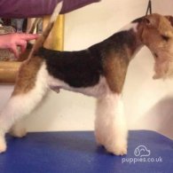 Wire Fox Terrier