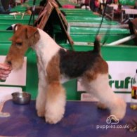 Wire Fox Terrier