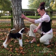 Wire Fox Terrier