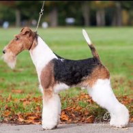 Wire Fox Terrier