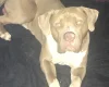American Bulldog
