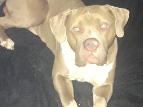 American Bulldog