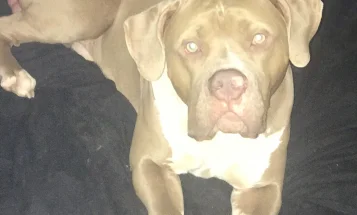American Bulldog