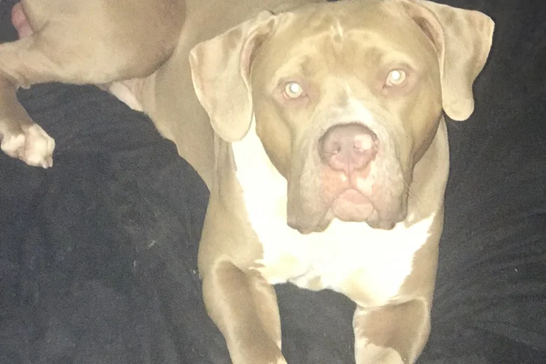 American Bulldog