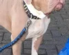 American Bulldog