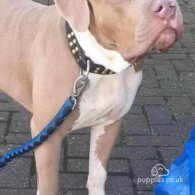 American Bulldog