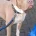 American Bulldog
