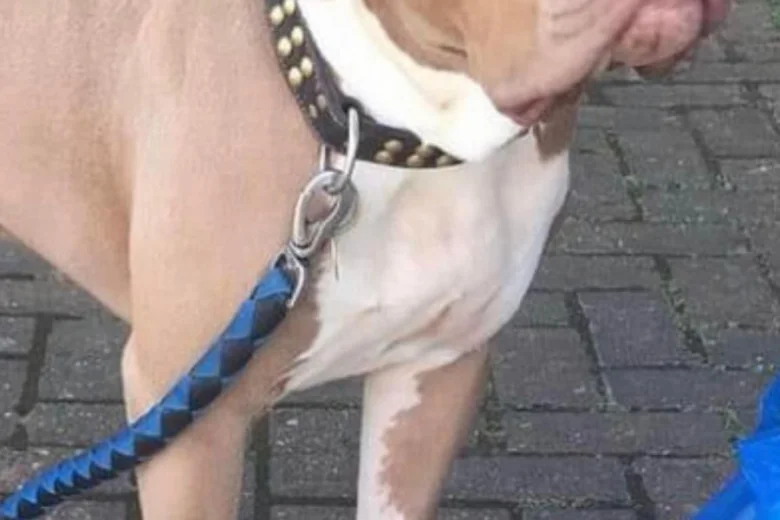 American Bulldog