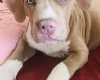 American Bulldog