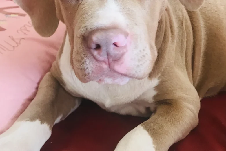 American Bulldog