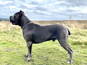 Cane Corso