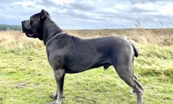 Cane Corso