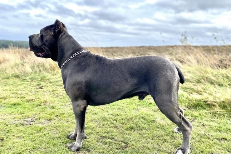 Cane Corso