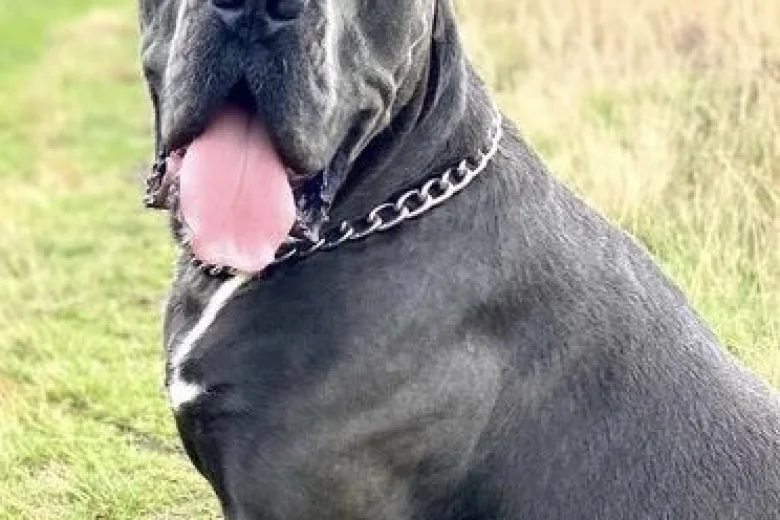 Cane Corso
