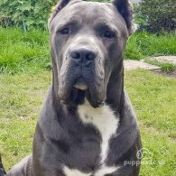 Cane Corso