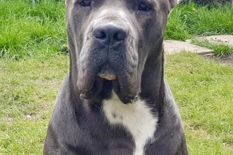Cane Corso