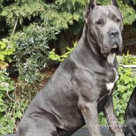 Cane Corso