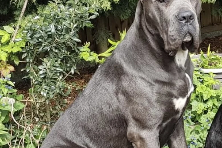 Cane Corso