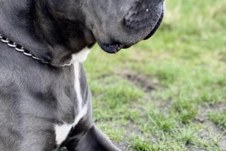 Cane Corso