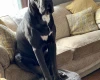 Cane Corso