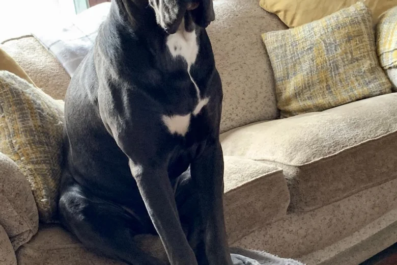 Cane Corso