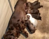 Cocker Spaniel (Show) - Both