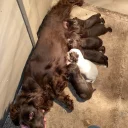 Cocker Spaniel (Show) - Both