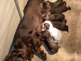 Cocker Spaniel (Show) - Both