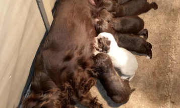 Cocker Spaniel (Show) - Both