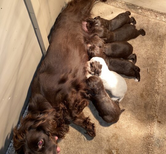 Cocker Spaniel (Working &amp; Show)