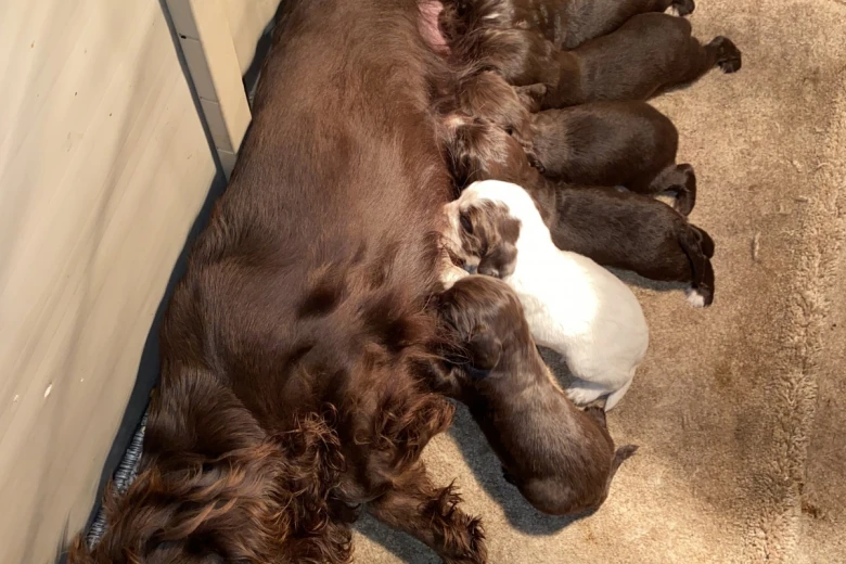 Cocker Spaniel (Show) - Both