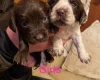 Cocker Spaniel (Show) - Both
