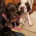 Cocker Spaniel (Show) - Both