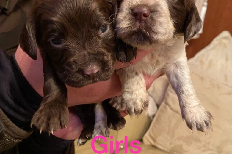 Cocker Spaniel (Show) - Both