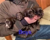 Cocker Spaniel (Show) - Both